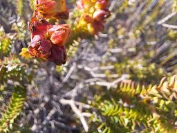 Penaea mucronata fruiting change